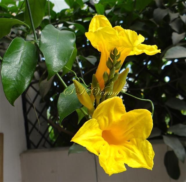  Inflorescence. Two flowers open simultaneously
